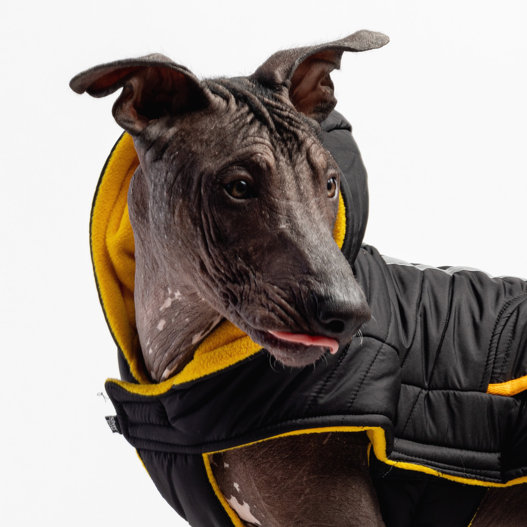 🖤 Jackson Dog Jacket – Black Water-Resistant Coat with Cold Alert™ &